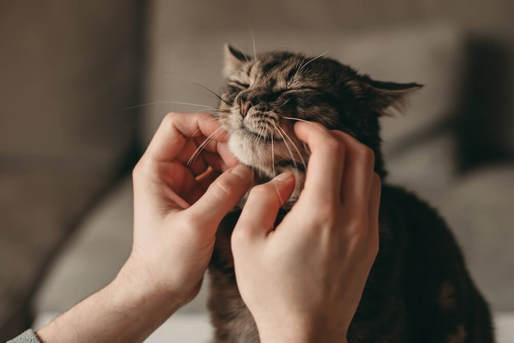 Nevada Pet hospice slider 