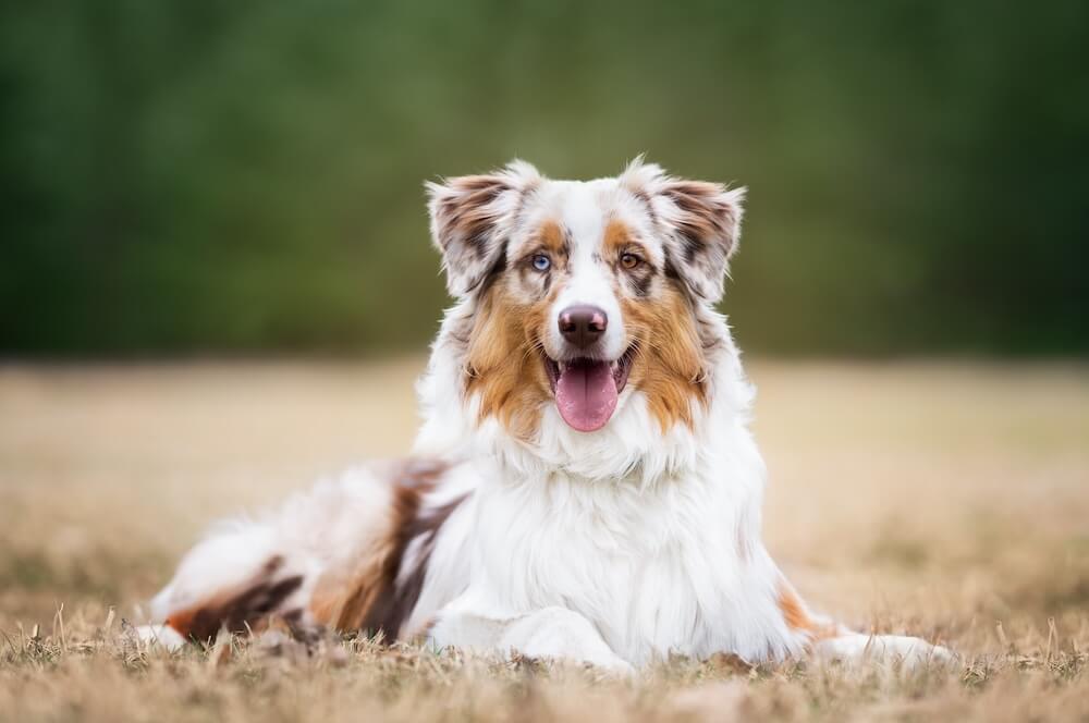 nevada pet hospice slider 2