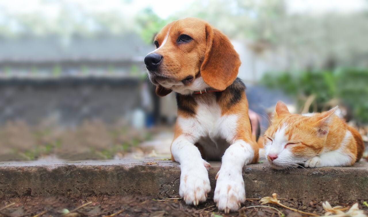 dog and cat image