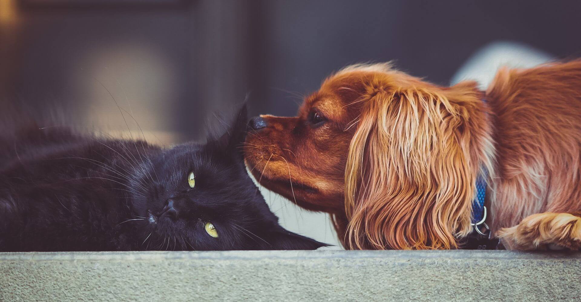 Cat and dog laying down together