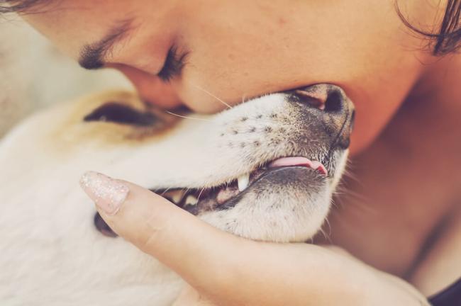 Nevada Pet Hospice Welcome