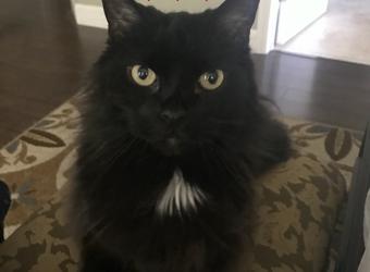 In Loving Memory of Marley