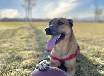 In Loving Memory Of Nala