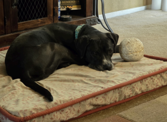 In Loving Memory Of Tess