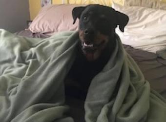 In Loving Memory Of Bella