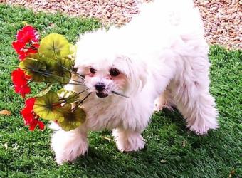 In Loving Memory Of Mitzie