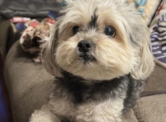 In loving Memory of Pixie