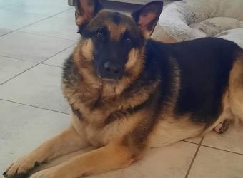 In loving Memory of Abby