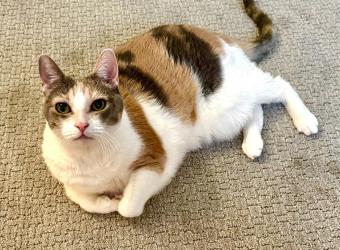 In loving Memory of Cali