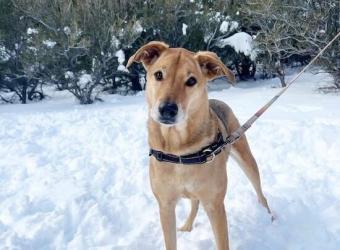 In loving Memory of Heidi