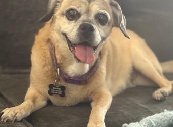 In loving Memory of Bonnie