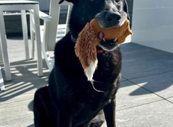 In loving Memory of Opie