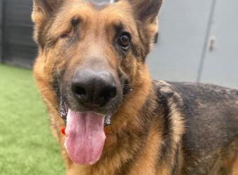 In Loving Memory of Whiskey Tango