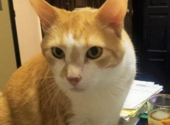 In Loving Memory of Kristoff