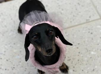 In Loving Memory of Minnie