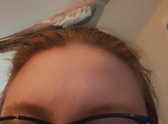In Loving Memory of Tiki